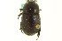  ( - CNC COLEO 00124671)  @14 [ ] CreativeCommons - Attribution (2011) CNC/CBG Photography Group Centre for Biodiversity Genomics