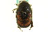  ( - CNC COLEO 00124802)  @13 [ ] CreativeCommons - Attribution (2011) CNC/CBG Photography Group Centre for Biodiversity Genomics