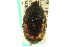  ( - CNC COLEO 00124803)  @13 [ ] CreativeCommons - Attribution (2011) CNC/CBG Photography Group Centre for Biodiversity Genomics