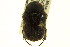  (Euphoria devulsa - CNC COLEO 00124810)  @13 [ ] CreativeCommons - Attribution (2011) CNC/CBG Photography Group Centre for Biodiversity Genomics
