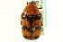  (Euphoria fascifera - CNC COLEO 00124811)  @14 [ ] CreativeCommons - Attribution (2011) CNC/CBG Photography Group Centre for Biodiversity Genomics