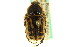  ( - CNC COLEO 00124838)  @11 [ ] CreativeCommons - Attribution (2011) CNC/CBG Photography Group Centre for Biodiversity Genomics