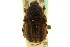  ( - CNC COLEO 00124839)  @13 [ ] CreativeCommons - Attribution (2011) CNC/CBG Photography Group Centre for Biodiversity Genomics