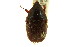  ( - CNC COLEO 00124856)  @13 [ ] CreativeCommons - Attribution (2011) CNC/CBG Photography Group Centre for Biodiversity Genomics