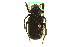  ( - CNC COLEO 00124863)  @11 [ ] CreativeCommons - Attribution (2011) CNC/CBG Photography Group Centre for Biodiversity Genomics