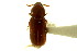  ( - CNC COLEO 00124909)  @11 [ ] CreativeCommons - Attribution (2011) CNC/CBG Photography Group Centre for Biodiversity Genomics