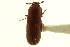  ( - CNC COLEO 00124910)  @11 [ ] CreativeCommons - Attribution (2011) CNC/CBG Photography Group Centre for Biodiversity Genomics