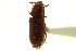  ( - CNC COLEO 00124914)  @11 [ ] CreativeCommons - Attribution (2011) CNC/CBG Photography Group Centre for Biodiversity Genomics
