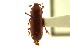  ( - CNC COLEO 00124918)  @11 [ ] CreativeCommons - Attribution (2011) CNC/CBG Photography Group Centre for Biodiversity Genomics