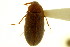  ( - CNC COLEO 00124928)  @13 [ ] CreativeCommons - Attribution (2011) CNC/CBG Photography Group Centre for Biodiversity Genomics