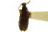  ( - CNC COLEO 00124937)  @11 [ ] CreativeCommons - Attribution (2011) CNC/CBG Photography Group Centre for Biodiversity Genomics