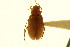  ( - CNC COLEO 00124970)  @11 [ ] CreativeCommons - Attribution (2011) CNC/CBG Photography Group Centre for Biodiversity Genomics