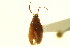  ( - CNC COLEO 00124971)  @11 [ ] CreativeCommons - Attribution (2011) CNC/CBG Photography Group Centre for Biodiversity Genomics