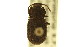  (Isopteron - CNC COLEO 00124980)  @11 [ ] CreativeCommons - Attribution (2011) CNC/CBG Photography Group Centre for Biodiversity Genomics