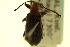  (Bothynogria - CNC COLEO 00124991)  @11 [ ] CreativeCommons - Attribution (2011) CNC/CBG Photography Group Centre for Biodiversity Genomics