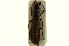  ( - CNC COLEO 00125046)  @11 [ ] CreativeCommons - Attribution (2011) CNC/CBG Photography Group Centre for Biodiversity Genomics