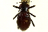  (Philolithus elata compar - CNC COLEO 00125100)  @14 [ ] CreativeCommons - Attribution (2011) CNC/CBG Photography Group Centre for Biodiversity Genomics