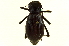  ( - CNC COLEO 00125103)  @13 [ ] CreativeCommons - Attribution (2011) CNC/CBG Photography Group Centre for Biodiversity Genomics