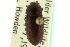  ( - CNC COLEO 00126404)  @11 [ ] CreativeCommons - Attribution (2011) CNC/CBG Photography Group Centre for Biodiversity Genomics