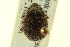  ( - CNC COLEO 00126409)  @11 [ ] CreativeCommons - Attribution (2011) CNC/CBG Photography Group Centre for Biodiversity Genomics