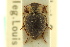  ( - CNC COLEO 00126439)  @11 [ ] CreativeCommons - Attribution (2011) CNC/CBG Photography Group Centre for Biodiversity Genomics
