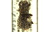  ( - CNC COLEO 00126442)  @11 [ ] CreativeCommons - Attribution (2011) CNC/CBG Photography Group Centre for Biodiversity Genomics