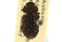  ( - CNC COLEO 00126443)  @11 [ ] CreativeCommons - Attribution (2011) CNC/CBG Photography Group Centre for Biodiversity Genomics