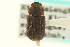  ( - CNC COLEO 00126451)  @13 [ ] CreativeCommons - Attribution (2011) CNC/CBG Photography Group Centre for Biodiversity Genomics