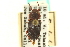  ( - CNC COLEO 00126567)  @11 [ ] CreativeCommons - Attribution (2011) CNC/CBG Photography Group Centre for Biodiversity Genomics