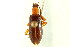  ( - CNC COLEO 00125118)  @14 [ ] CreativeCommons - Attribution (2011) CNC/CBG Photography Group Centre for Biodiversity Genomics