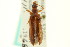  (Statira defecta - CNC COLEO 00125123)  @13 [ ] CreativeCommons - Attribution (2011) CNC/CBG Photography Group Centre for Biodiversity Genomics