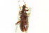  (Statira huachucae - CNC COLEO 00125135)  @13 [ ] CreativeCommons - Attribution (2011) CNC/CBG Photography Group Centre for Biodiversity Genomics