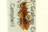  (Statira nigromaculata - CNC COLEO 00125137)  @14 [ ] CreativeCommons - Attribution (2011) CNC/CBG Photography Group Centre for Biodiversity Genomics