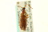  (Statira opacicollis - CNC COLEO 00125141)  @13 [ ] CreativeCommons - Attribution (2011) CNC/CBG Photography Group Centre for Biodiversity Genomics