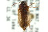  ( - CNCI 00023981)  @11 [ ] CreativeCommons - Attribution (2011) CNC/CBG Photography Group Centre for Biodiversity Genomics