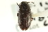  (Blapstinus metallicus - CNCI 00024240)  @13 [ ] CreativeCommons - Attribution (2011) CNC/CBG Photography Group Centre for Biodiversity Genomics