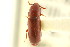  ( - CNCI 00027721)  @11 [ ] CreativeCommons - Attribution (2011) CNC/CBG Photography Group Centre for Biodiversity Genomics