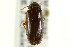  (Mycetochara analis - CNCI 00031103)  @13 [ ] CreativeCommons - Attribution (2011) CNC/CBG Photography Group Centre for Biodiversity Genomics