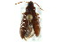  ( - CNCI 00031109)  @11 [ ] CreativeCommons - Attribution (2011) CNC/CBG Photography Group Centre for Biodiversity Genomics