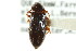  ( - CNCI 00031111)  @11 [ ] CreativeCommons - Attribution (2011) CNC/CBG Photography Group Centre for Biodiversity Genomics