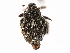  (Auleutes tenuipes - CNC COLEOPT # 04-5589)  @11 [ ] CreativeCommons - Attribution (2011) CNC/CBG Photography Group Centre for Biodiversity Genomics