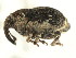  ( - CNC COLEOPT # 04-5758)  @11 [ ] CreativeCommons - Attribution (2011) CNC/CBG Photography Group Centre for Biodiversity Genomics
