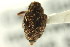  ( - CNC COLEOPT # 04-7291)  @13 [ ] CreativeCommons - Attribution (2011) CNC/CBG Photography Group Centre for Biodiversity Genomics