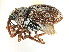  ( - CNC COLEOPT # 04-826)  @11 [ ] CreativeCommons - Attribution (2011) CNC/CBG Photography Group Centre for Biodiversity Genomics