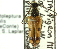  ( - CNC COLEO 00074919)  @13 [ ] CreativeCommons - Attribution (2011) CNC/CBG Photography Group Centre for Biodiversity Genomics