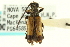  ( - CNC COLEO 00074975)  @13 [ ] CreativeCommons - Attribution (2011) CNC/CBG Photography Group Centre for Biodiversity Genomics