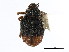  ( - CNC COLEO 001226705)  @11 [ ] CreativeCommons - Attribution (2011) CNC/CBG Photography Group Centre for Biodiversity Genomics