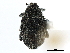  ( - CNC COLEO 001226711)  @11 [ ] CreativeCommons - Attribution (2011) CNC/CBG Photography Group Centre for Biodiversity Genomics