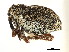  ( - CNC COLEO 00126848)  @11 [ ] CreativeCommons - Attribution (2011) CNC/CBG Photography Group Centre for Biodiversity Genomics
