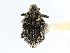  (Ceutorhynchus pervestitus - CNC COLEO 00126857)  @11 [ ] CreativeCommons - Attribution (2011) CNC/CBG Photography Group Centre for Biodiversity Genomics